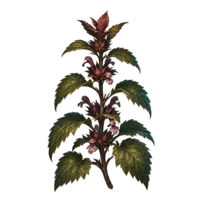 Woundwort, an item in Vireldan Idle